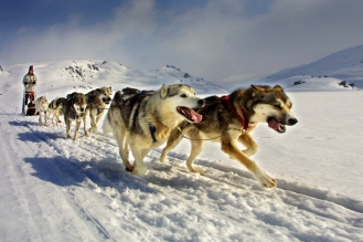 hundekjøring